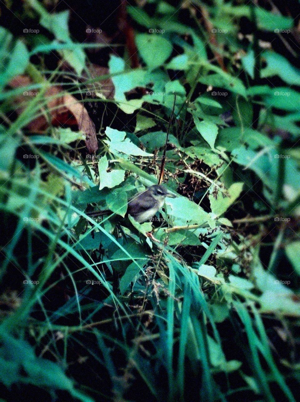 A small bird between the leaves