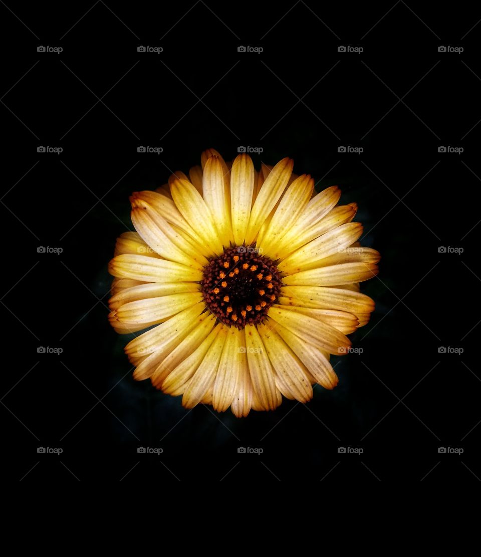 In joy or sadness flowers are our constant friends.