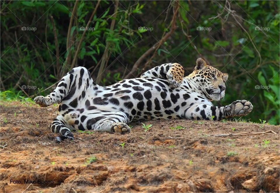 Look at her doing pose for the photo, jaguar what a beautiful thing