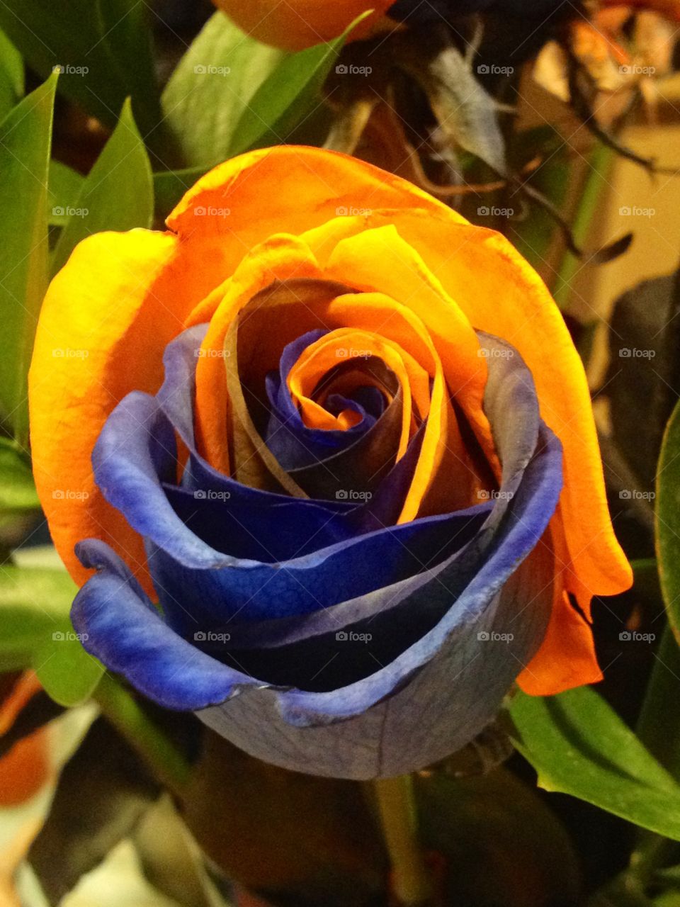 Orange and Blue Rose