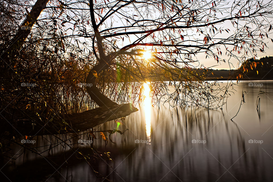 Wasser Baum