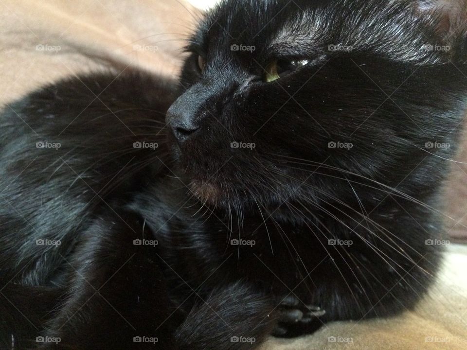 Black kitten face