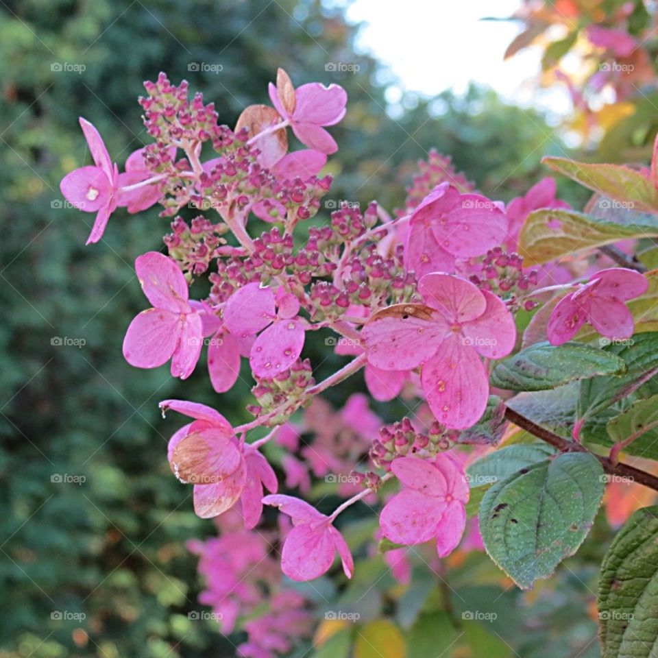 Pink vine flower