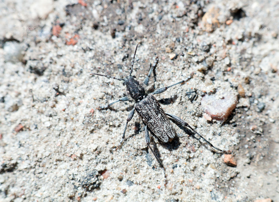 Dark beetle on the ground