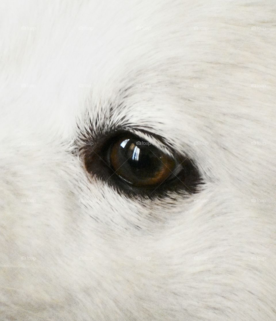 Canine eye