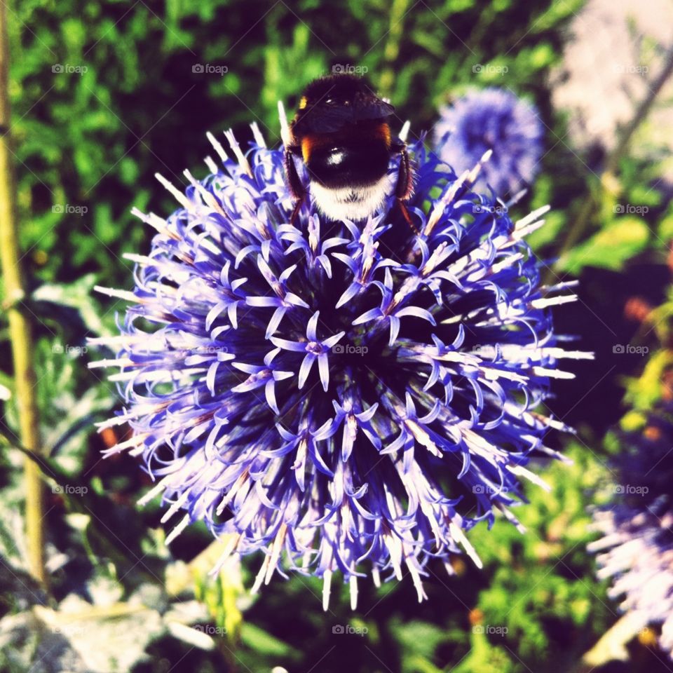 Bee on a purple flower. This photo was taken in Amriswill, Switzerland.