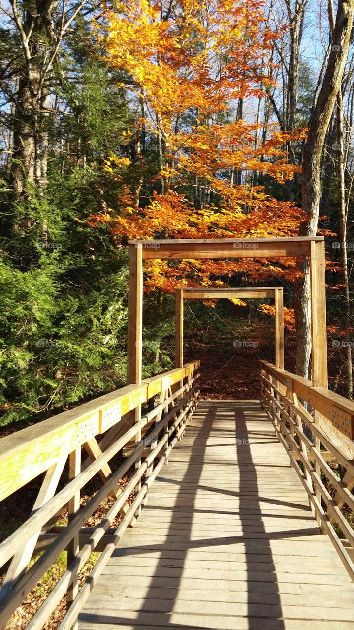 new bridge and nice trees