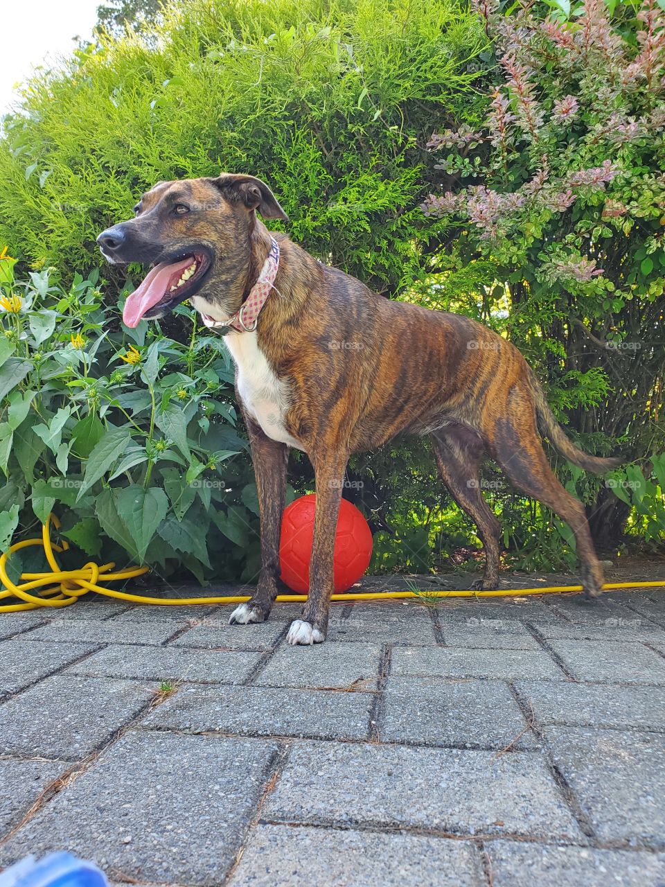 dog ,ball, garden