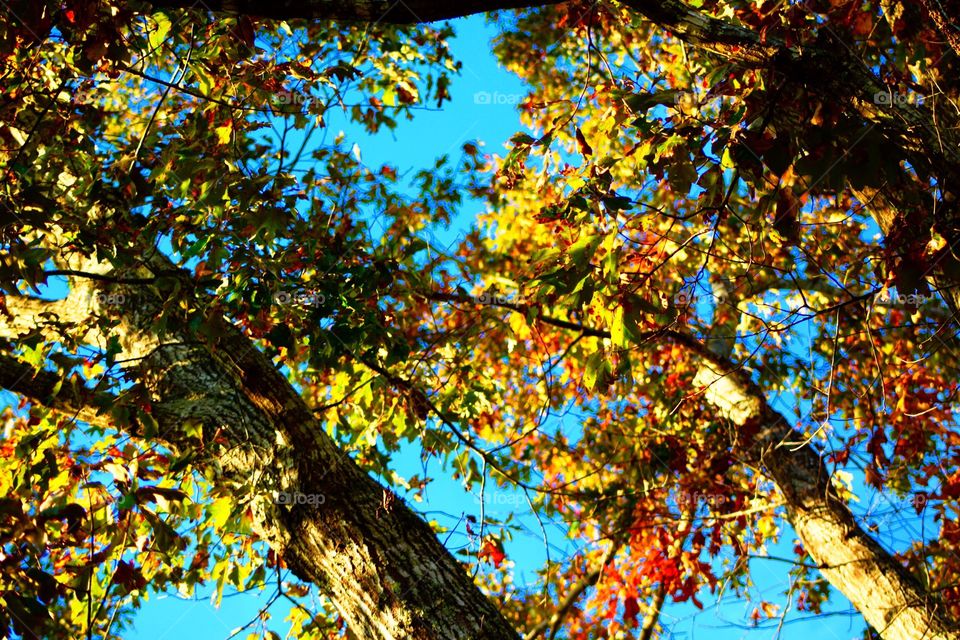 Fall trees and the sky