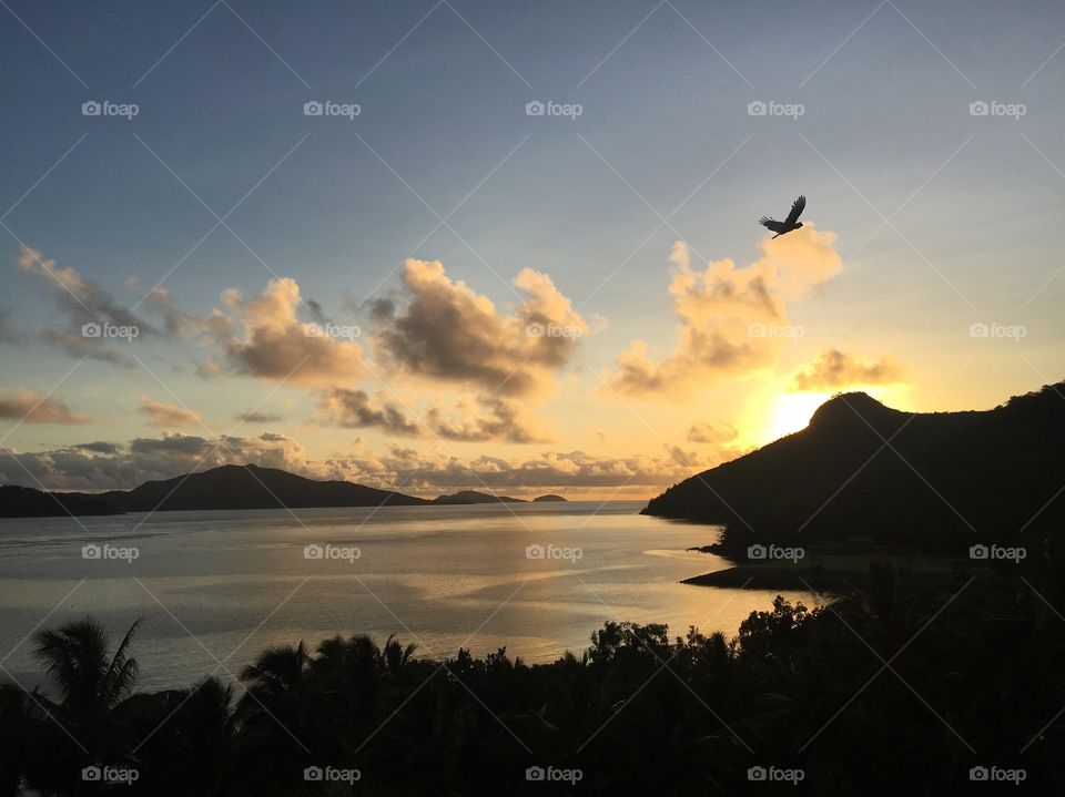 Sunrise and a bird on Hamilton island 