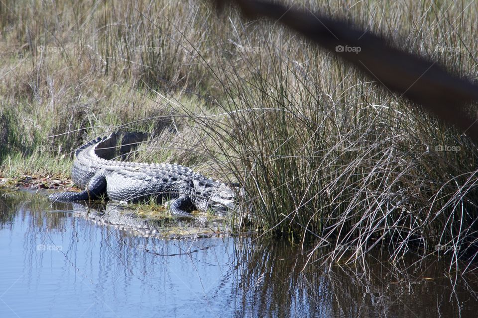 Soaking up some Florida rays