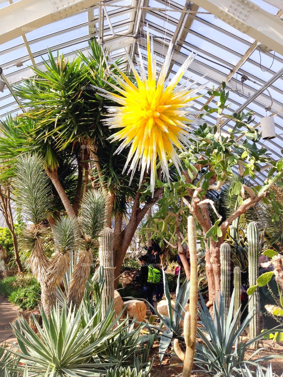 Cacti and glass