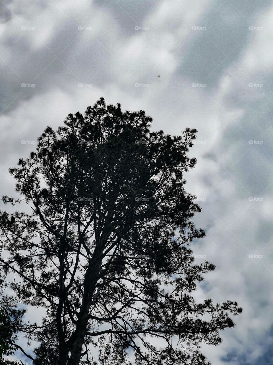 A tree in sky