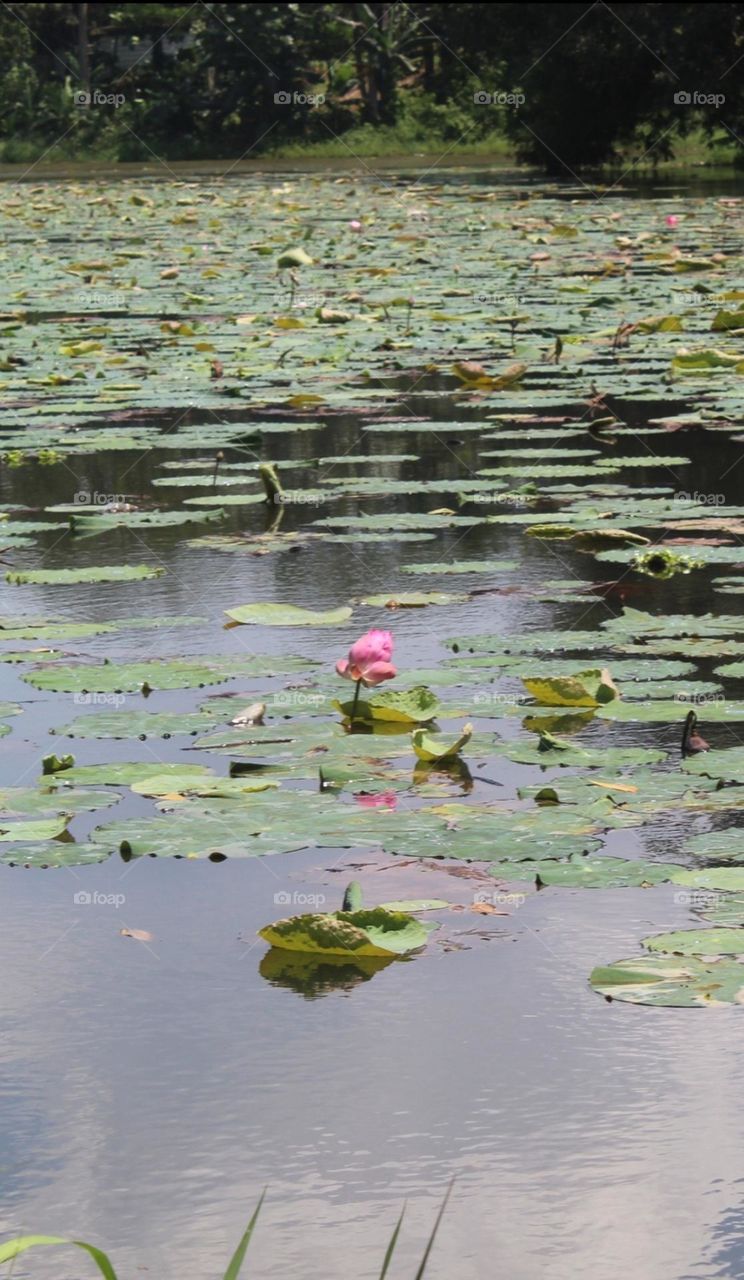 lotus flower in the middle of the lake