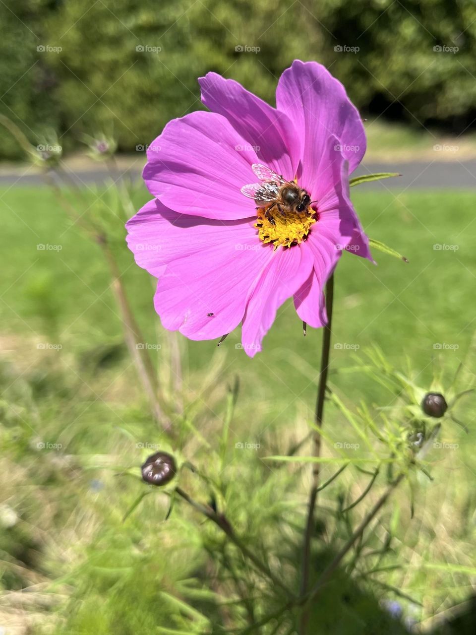 Busy bee collecting pollen from a fuchsia colored flower in a park