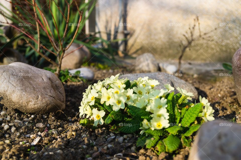 Yellow spring flowers in the garden. Slovakia