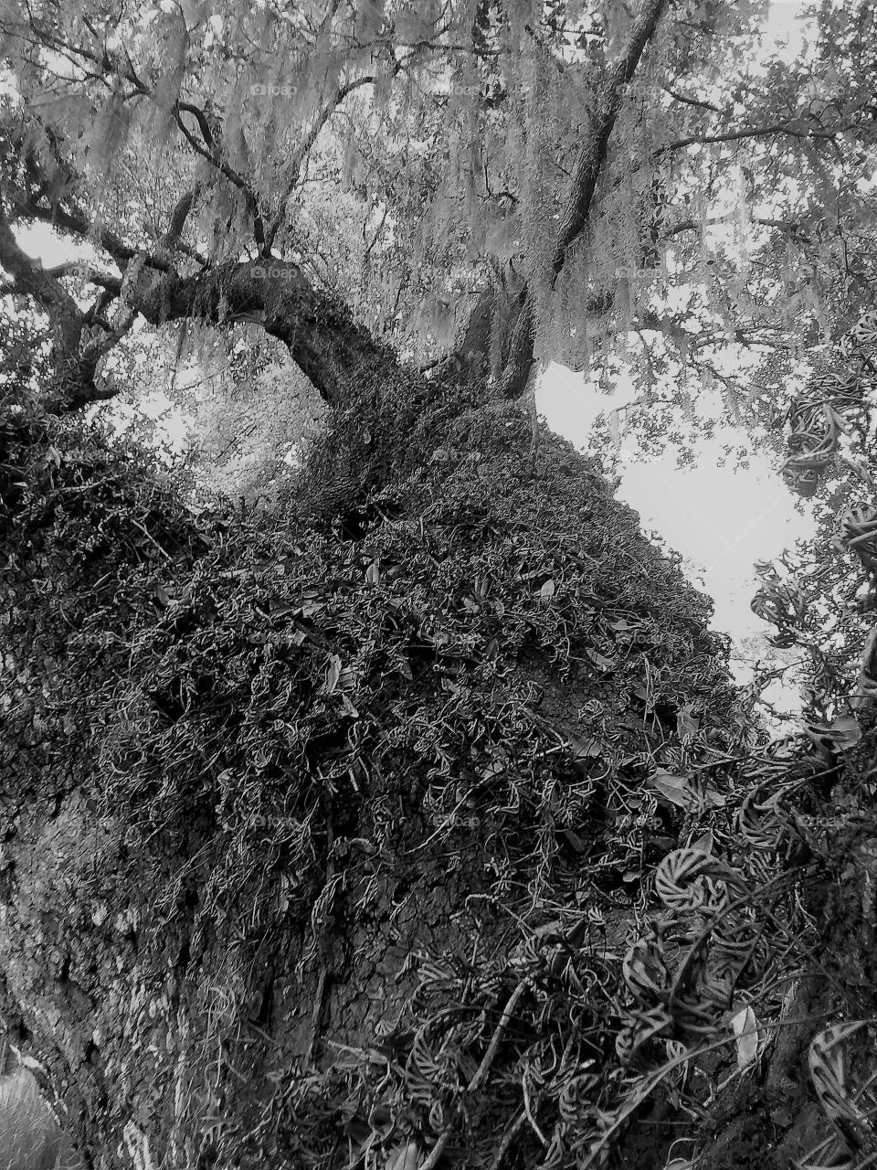 world in black and white live oak with moss and vines and Spanish Moss