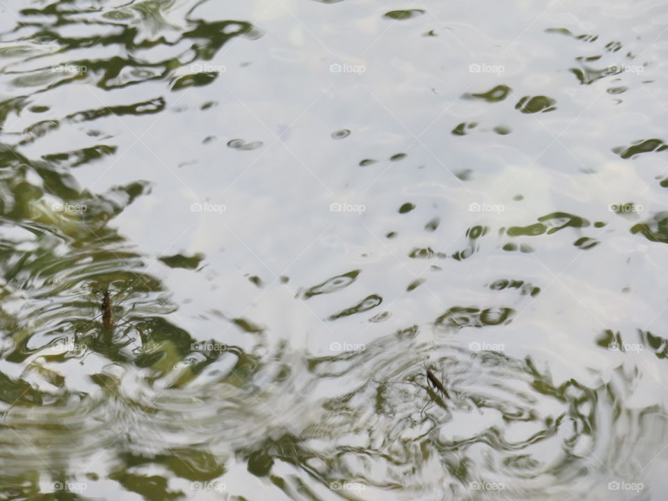 insects walking on water surface