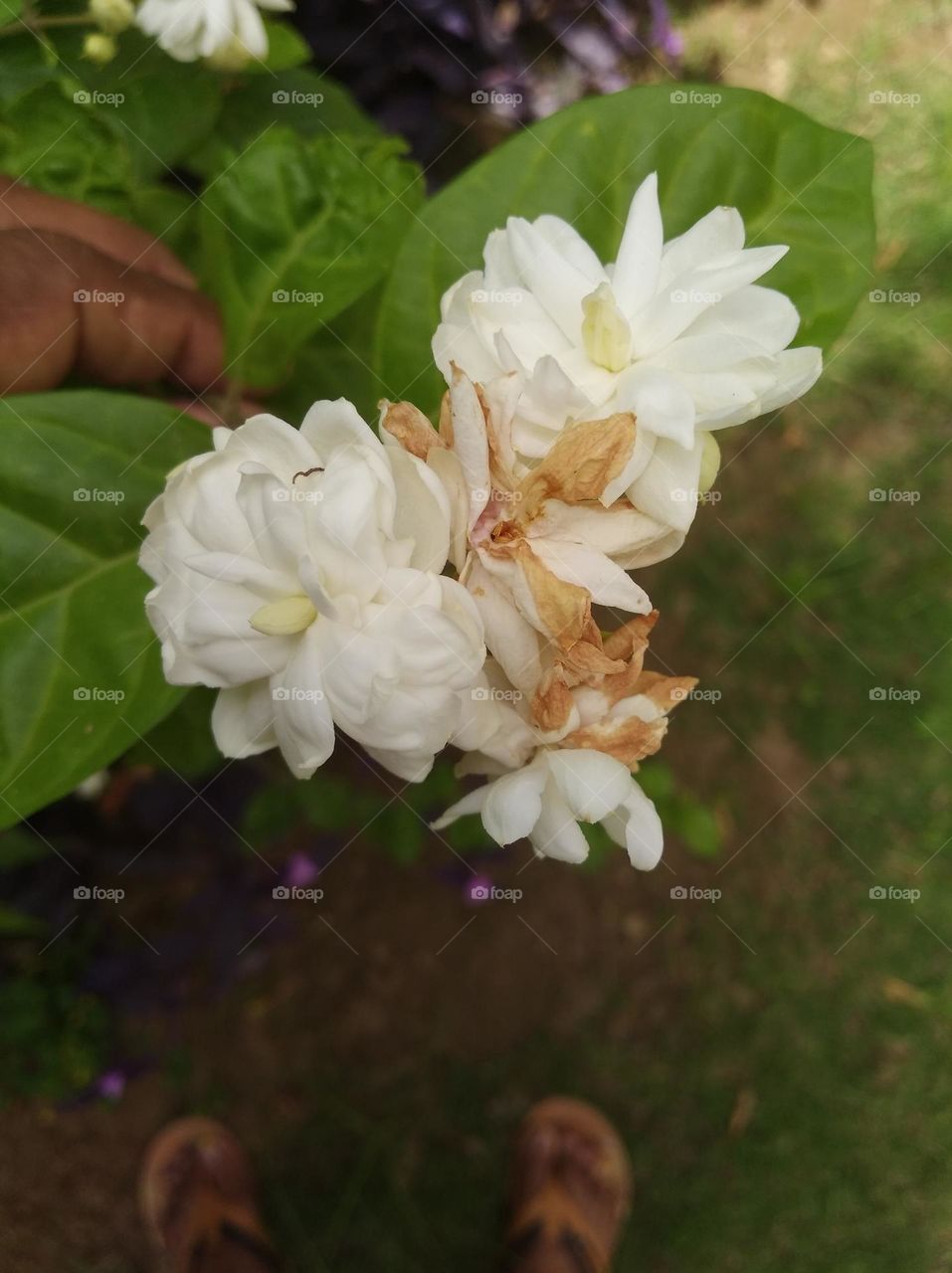 white flower seasonal fresh shurb small size shurb looks very beautiful generally found everywhere