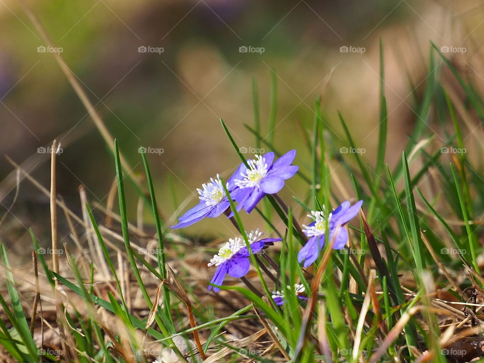 Hepatica among the green grass