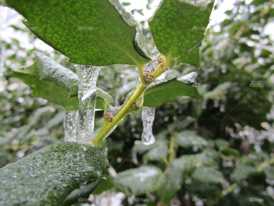 Icy Green Leaves
