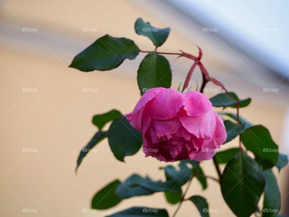 The last roses this year