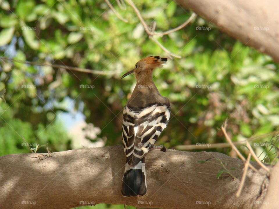 Hoopoe on a tree in the shade on a hot day ☀️🪶
