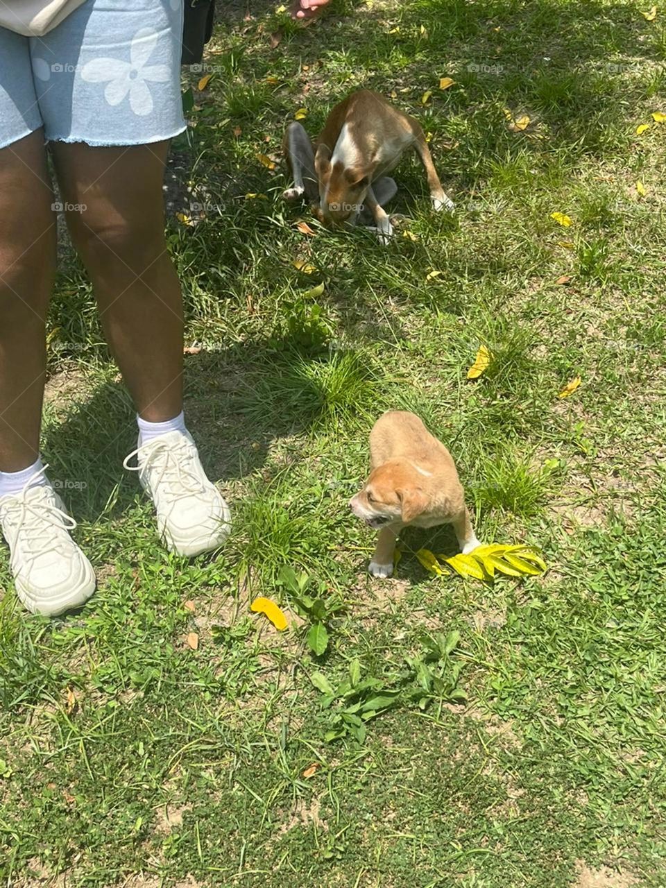 when Jesus Christ has bless you with the most beautiful puppy in the world the only thing you can do is to give thanks.