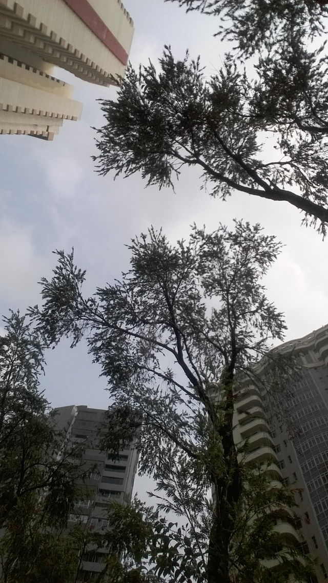 Sky