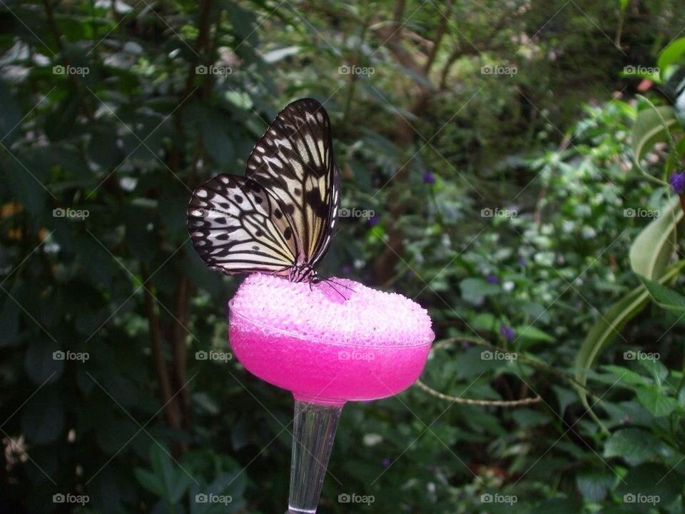 Butterfly conservatory
