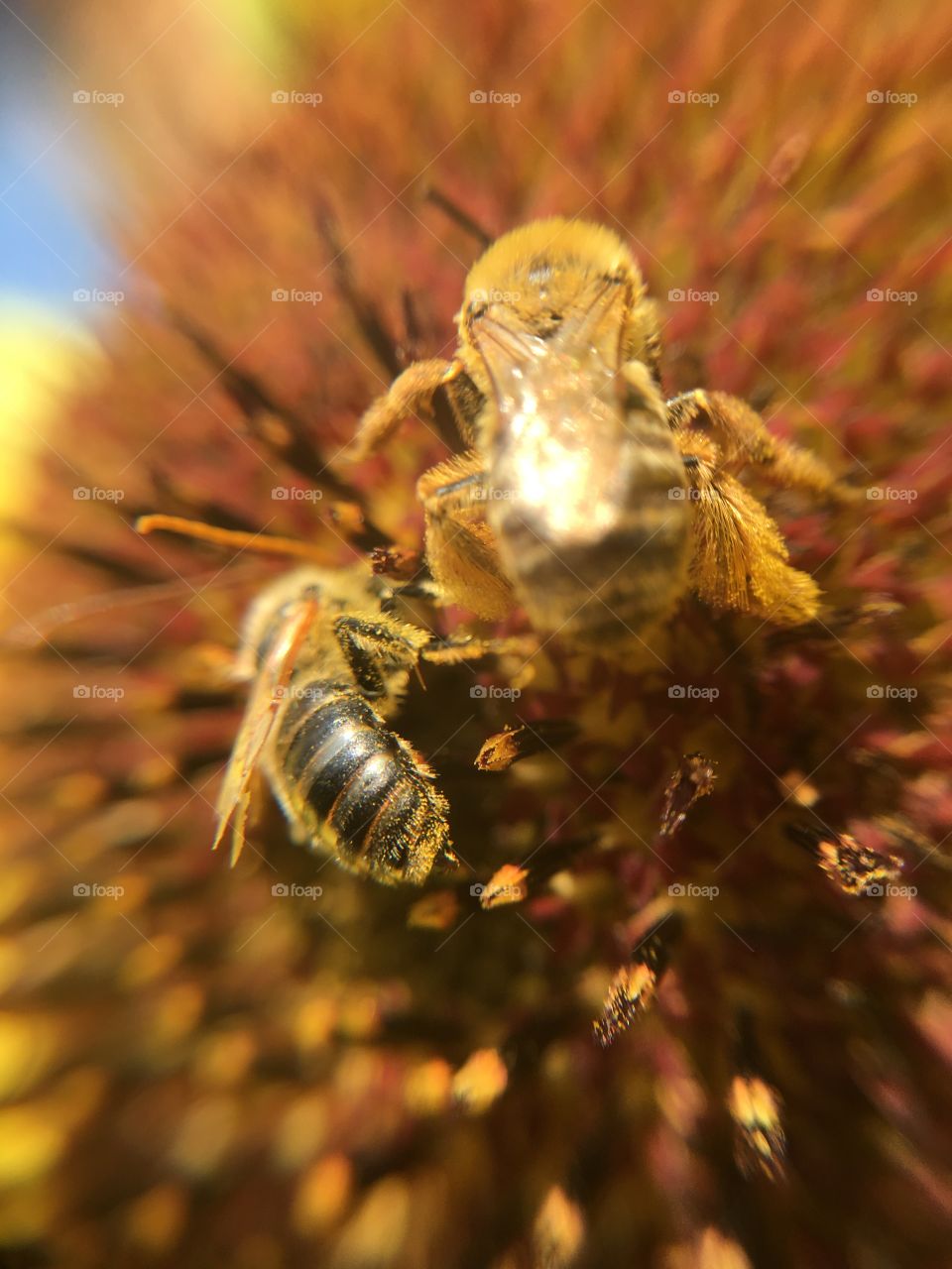 Two honeybees on sunflower