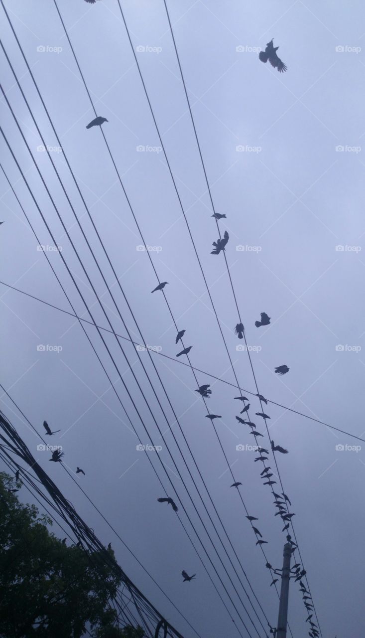 crows. crows on electric line 