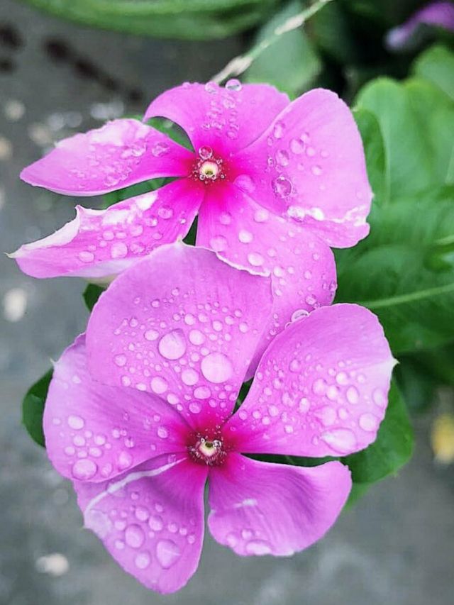 What sunshine is to flowers, smiles are to humanity. These are but trifles, to be sure; but scattered along life's pathway, the good they do is inconceivable.