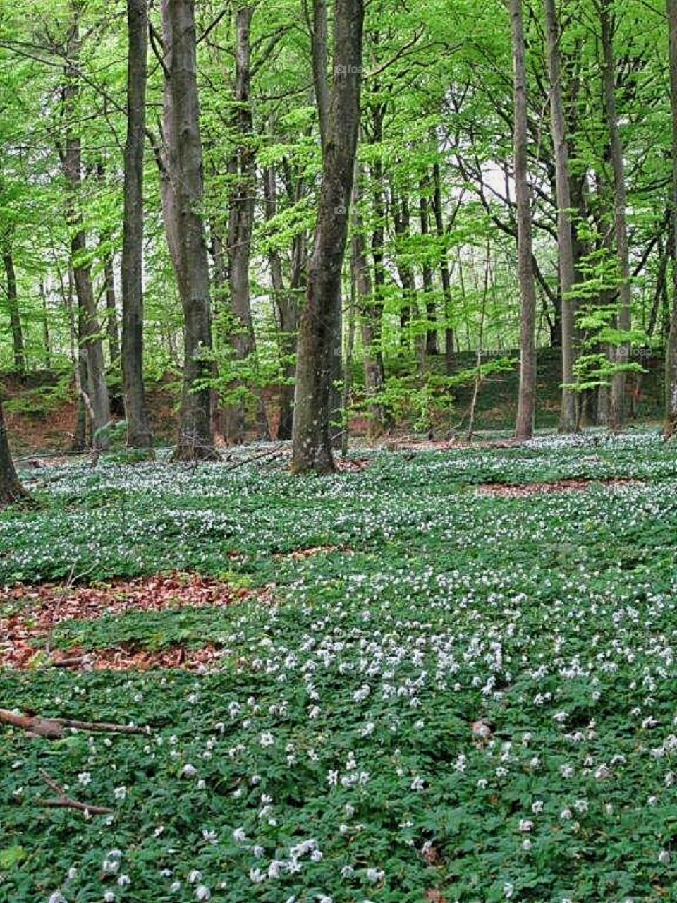 Spring in the forest