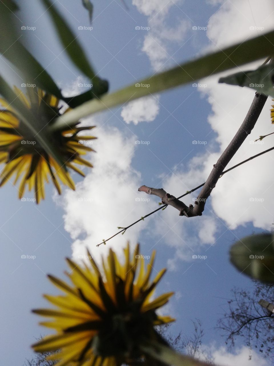 Flowers on the sky