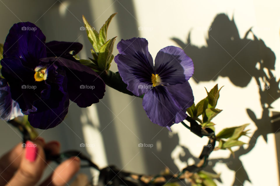 Pretty delicate fairy flower crown with heart shape shadows conceptual background for spring or May Day celebrations 