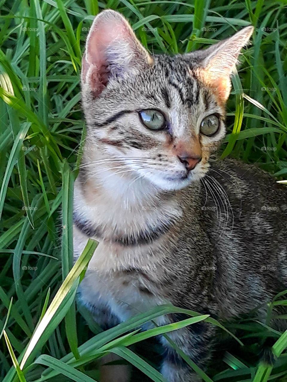 a tabby cat outside in the sunlight