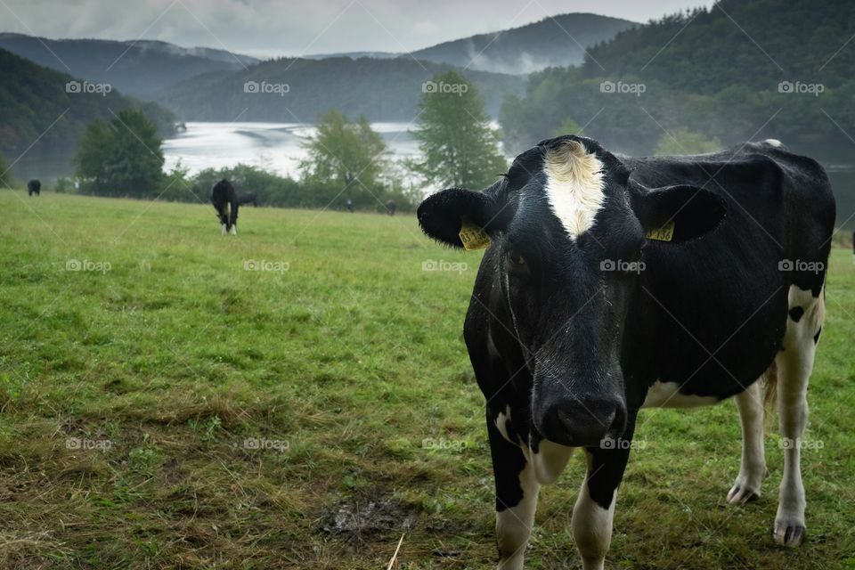 Cows in the field, Eifel National Park Germany 