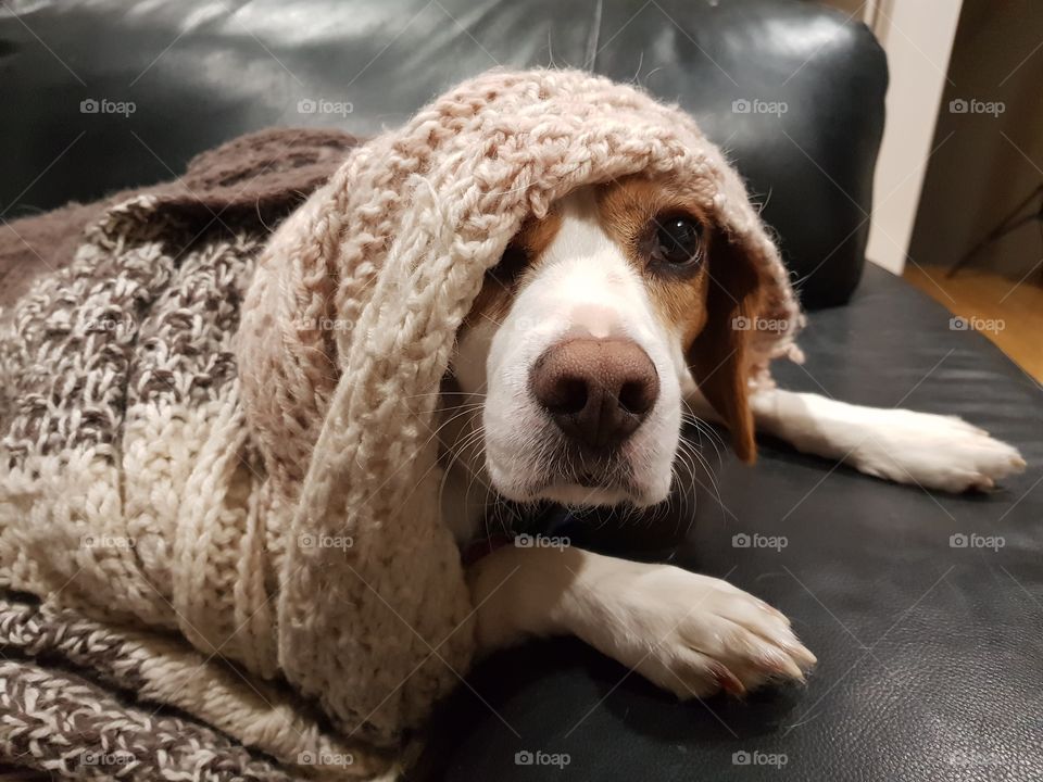 beagle under cover