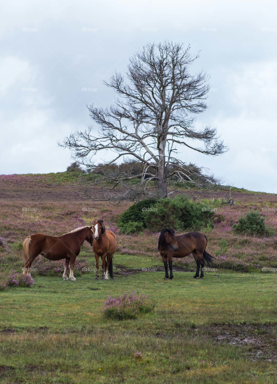 Three pony's in the forest
