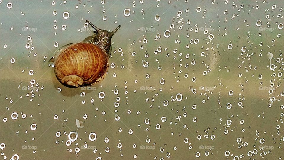 Snail