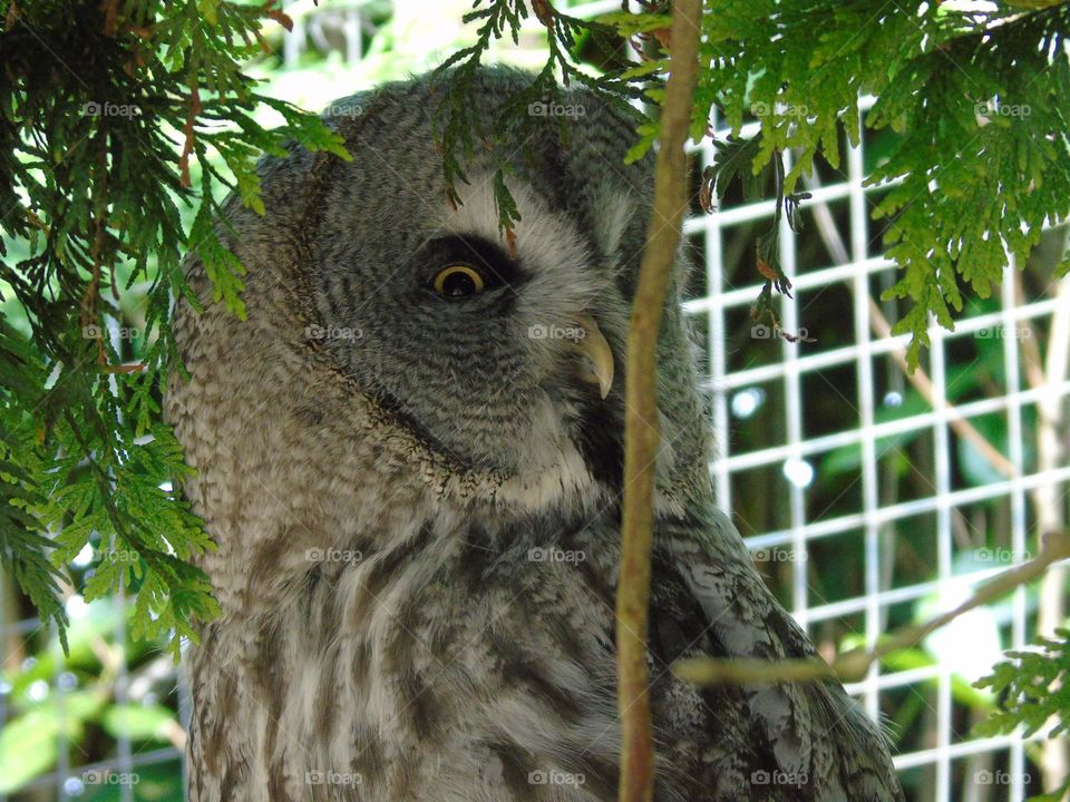 Great Grey Owl playing hide and seek