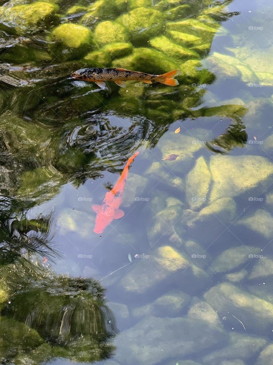 Japanese Koi fish