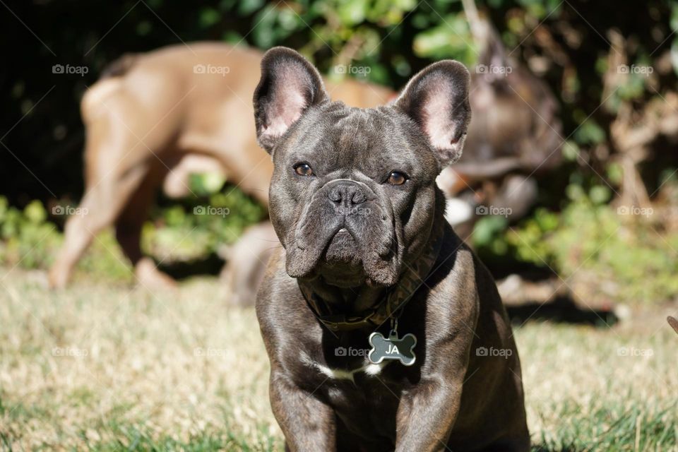 French Bulldog, Ja the sheriff, having fun in the sun with his sister and dad blurred out in the background. 