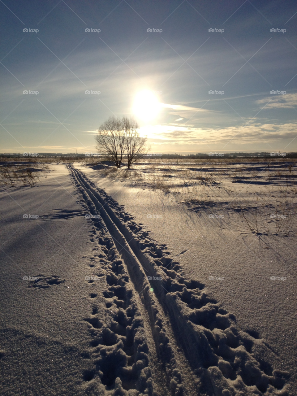 snow winter tree sun by Ingvar