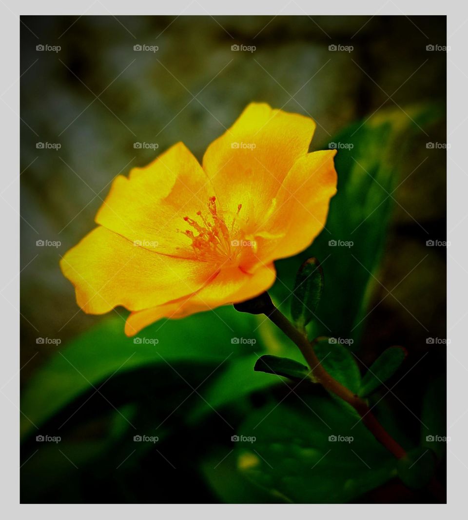 Looking for a touch of natural beauty to brighten up your day? Feast your eyes on this stunning moss flower picture, a vibrant burst of color and life that's sure to leave you feeling refreshed and inspired.