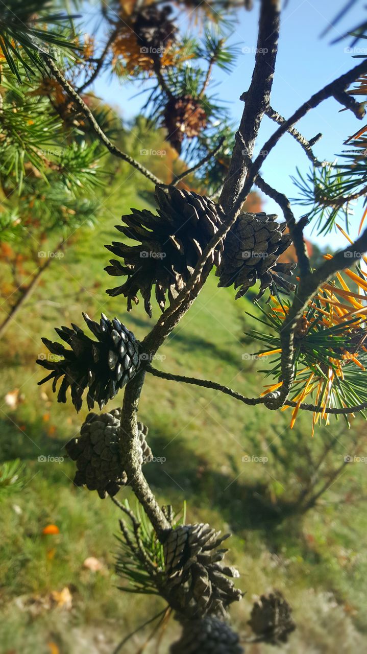 pine cones in the fall