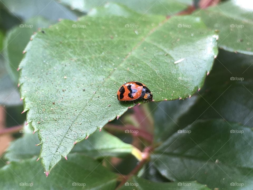 Ladybug on leaf