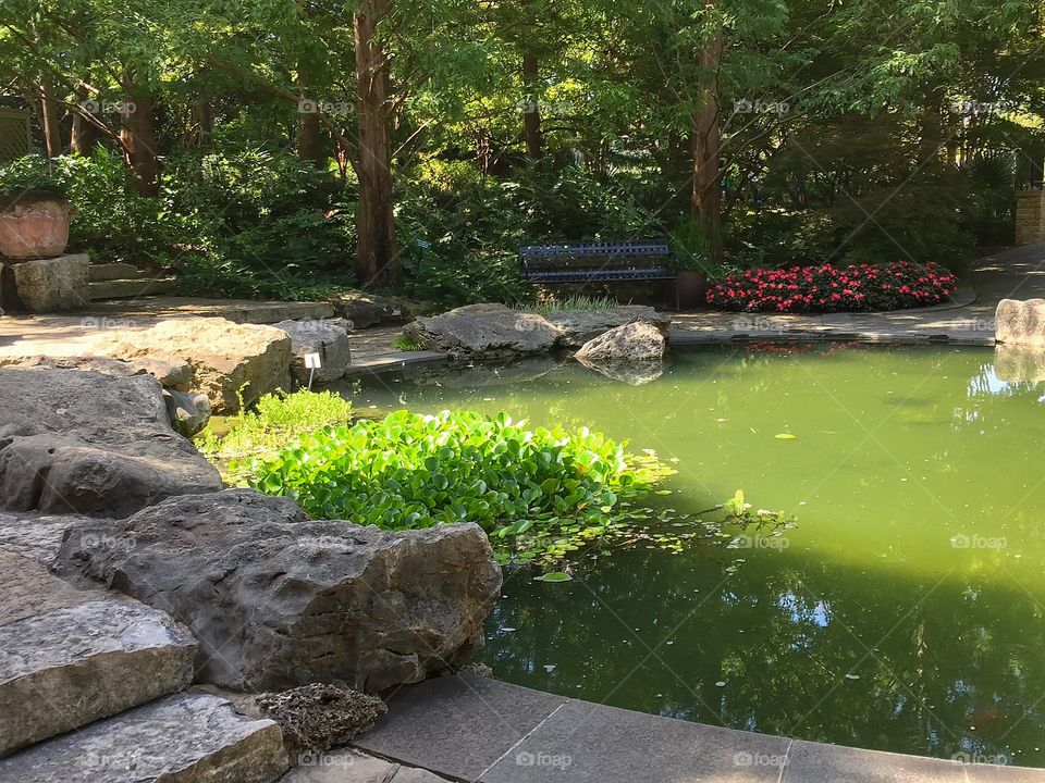 Garden pond 