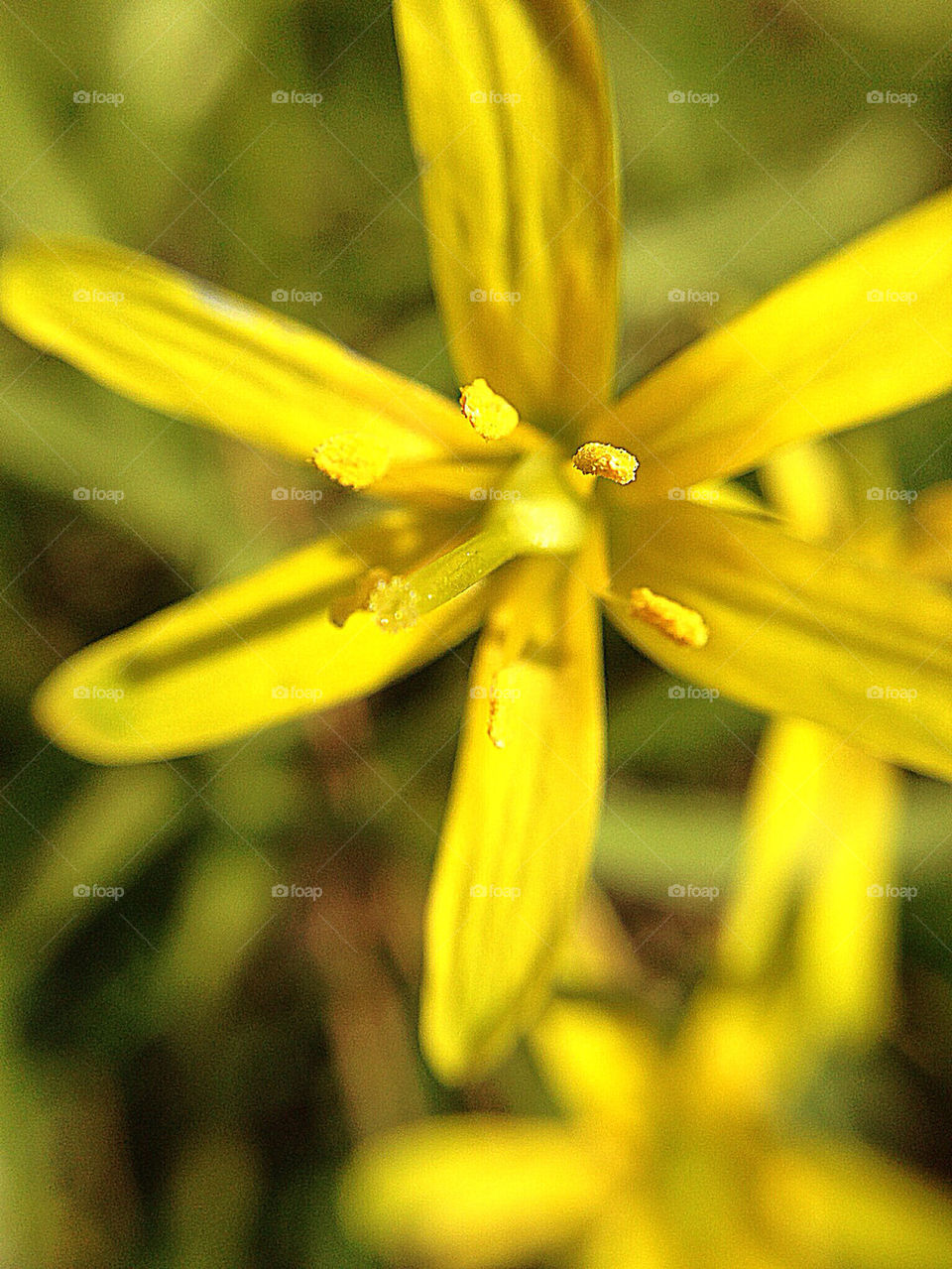 Yellow tiny flower collection